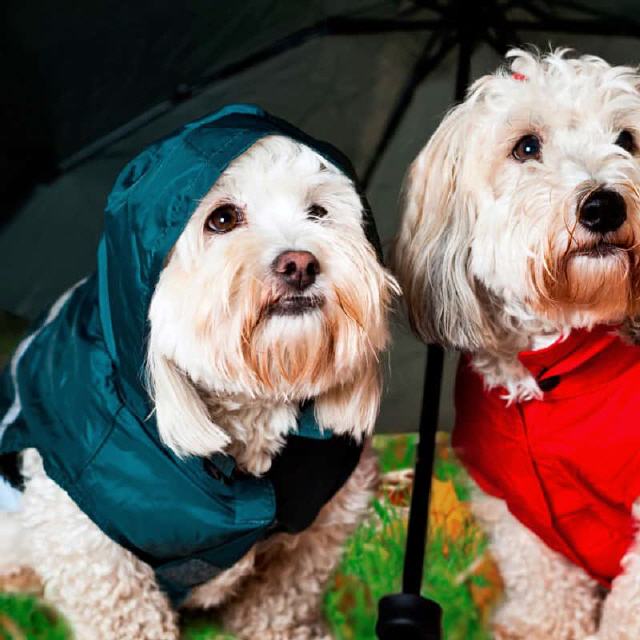 Hundegewand f&uuml;r schlechtes Wetter