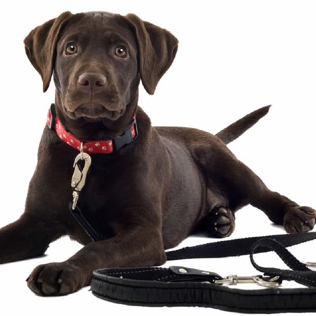 Halsb&auml;nder und Leinen f&uuml;r Hunde und Katzen