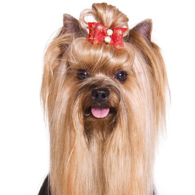 Haarschleifen f&uuml;r Hunde