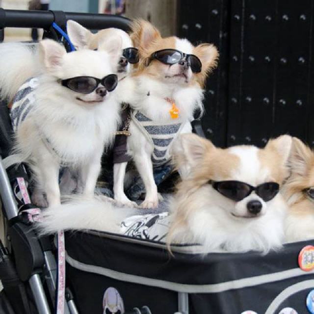 Hundew&auml;gen - Buggys