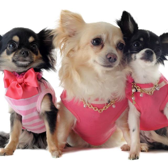Hundebekleidung f&uuml;r schicken Hund