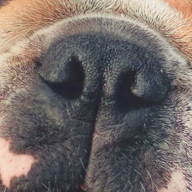 Nasenpflege f&uuml;r Hunde
